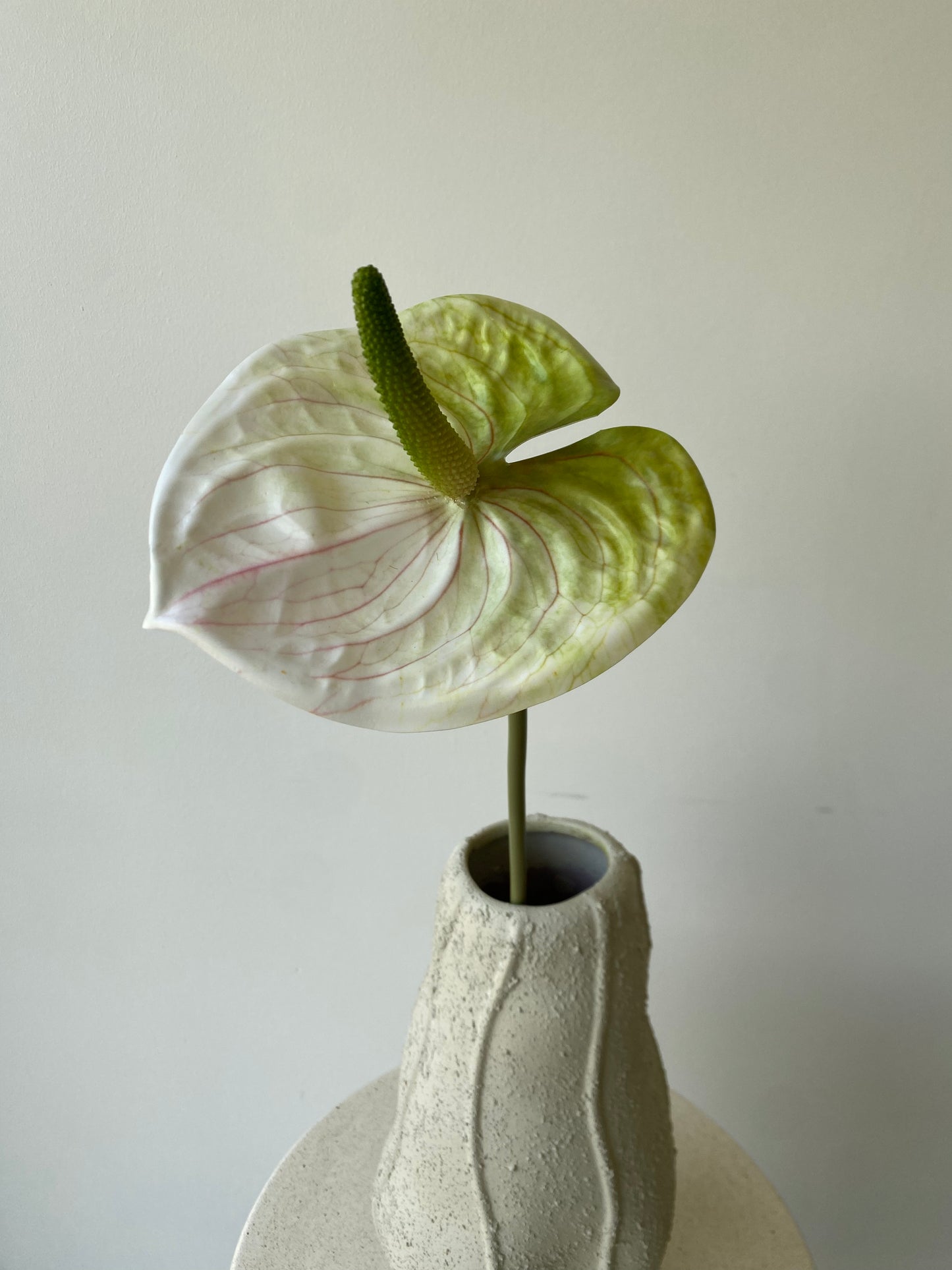 Anthurium