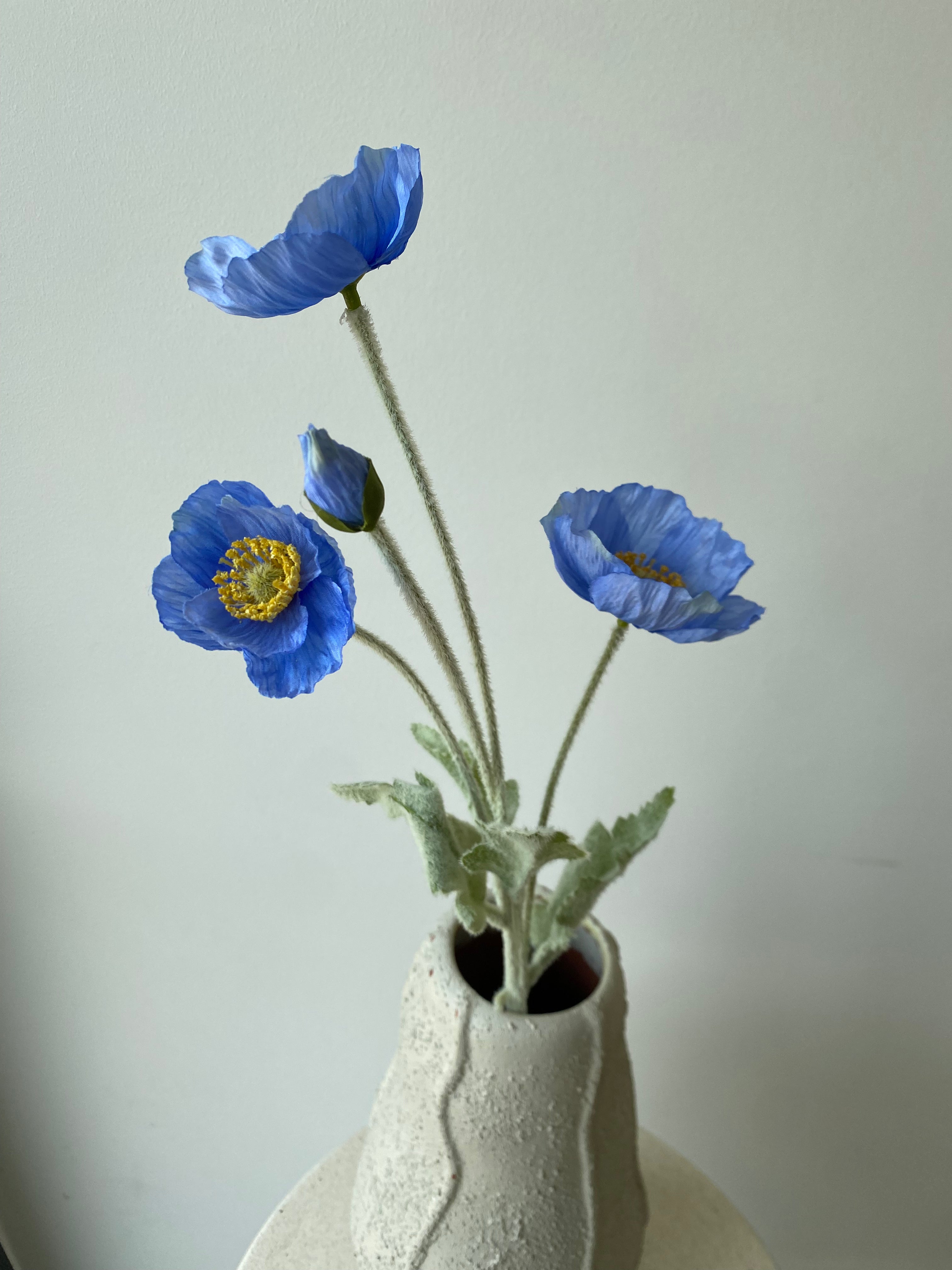 Poppy flower