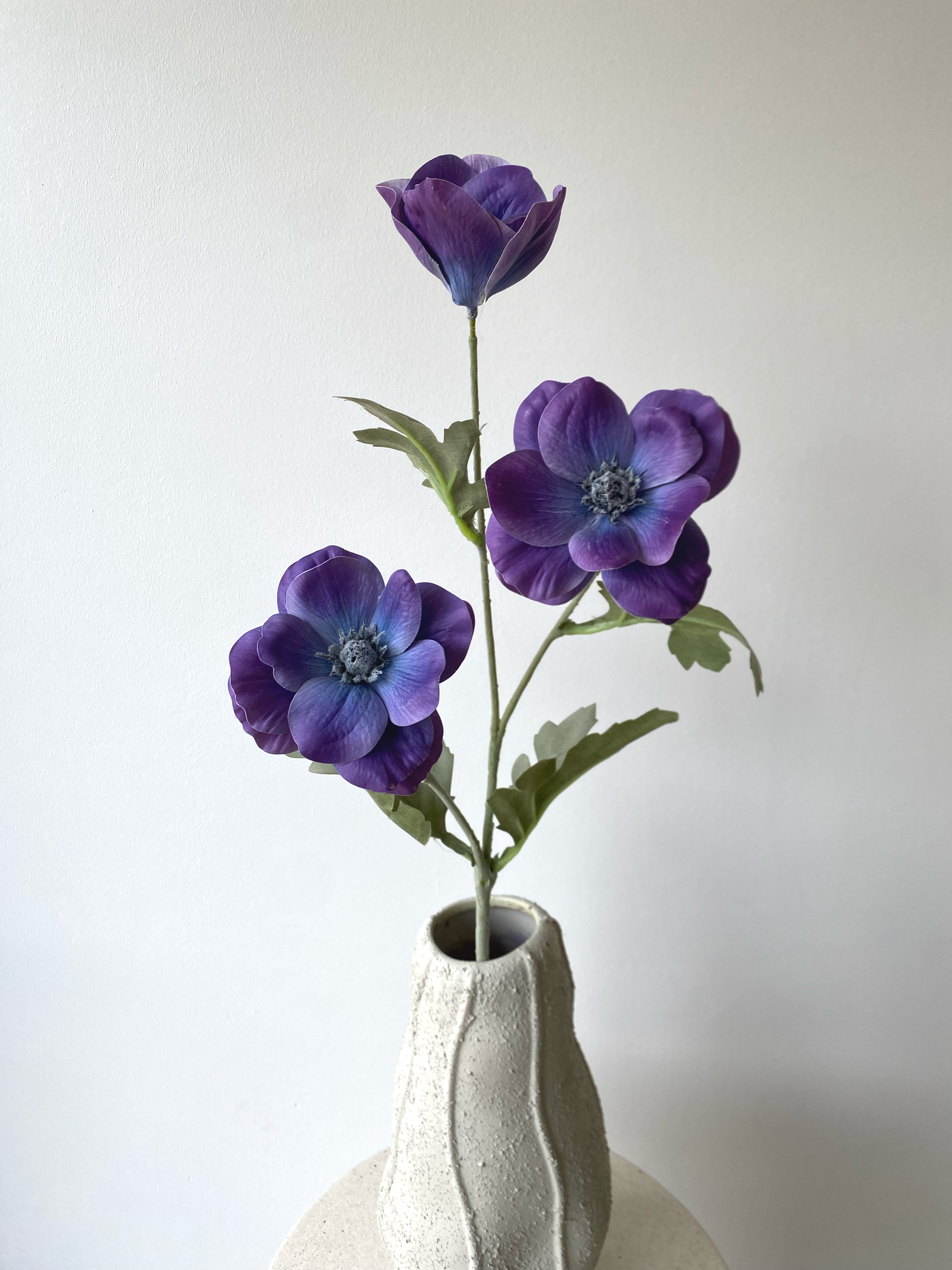 Anemone