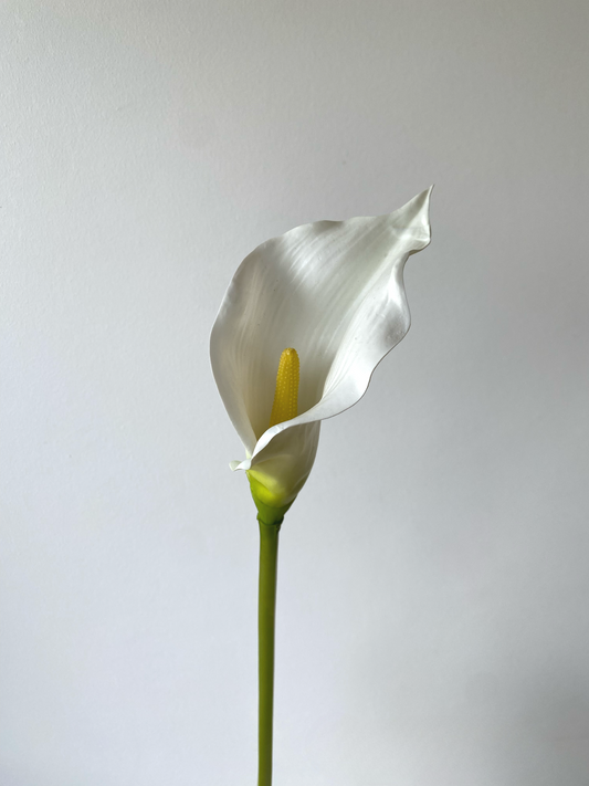 Calla lily