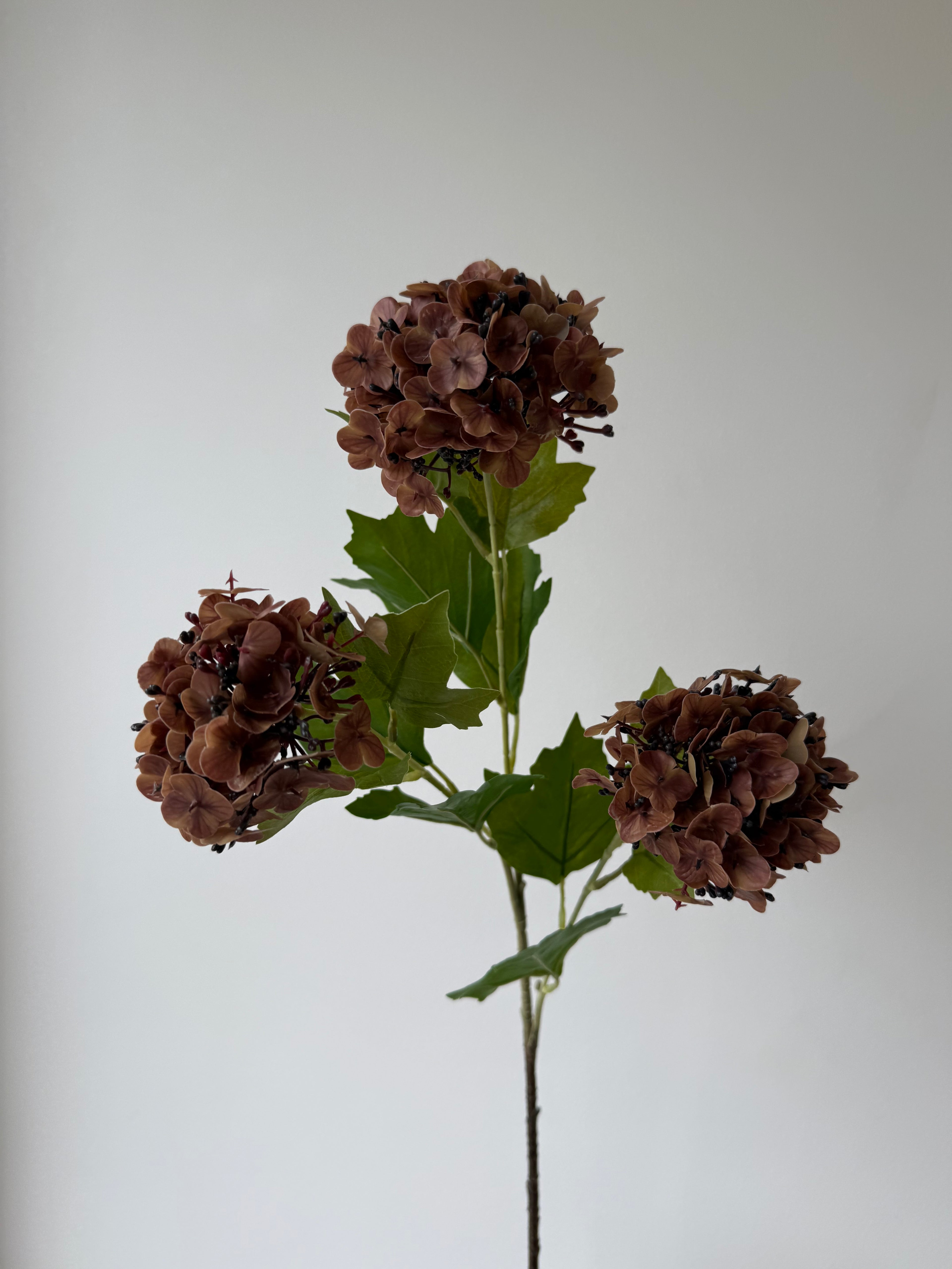 3 head hydrangea
