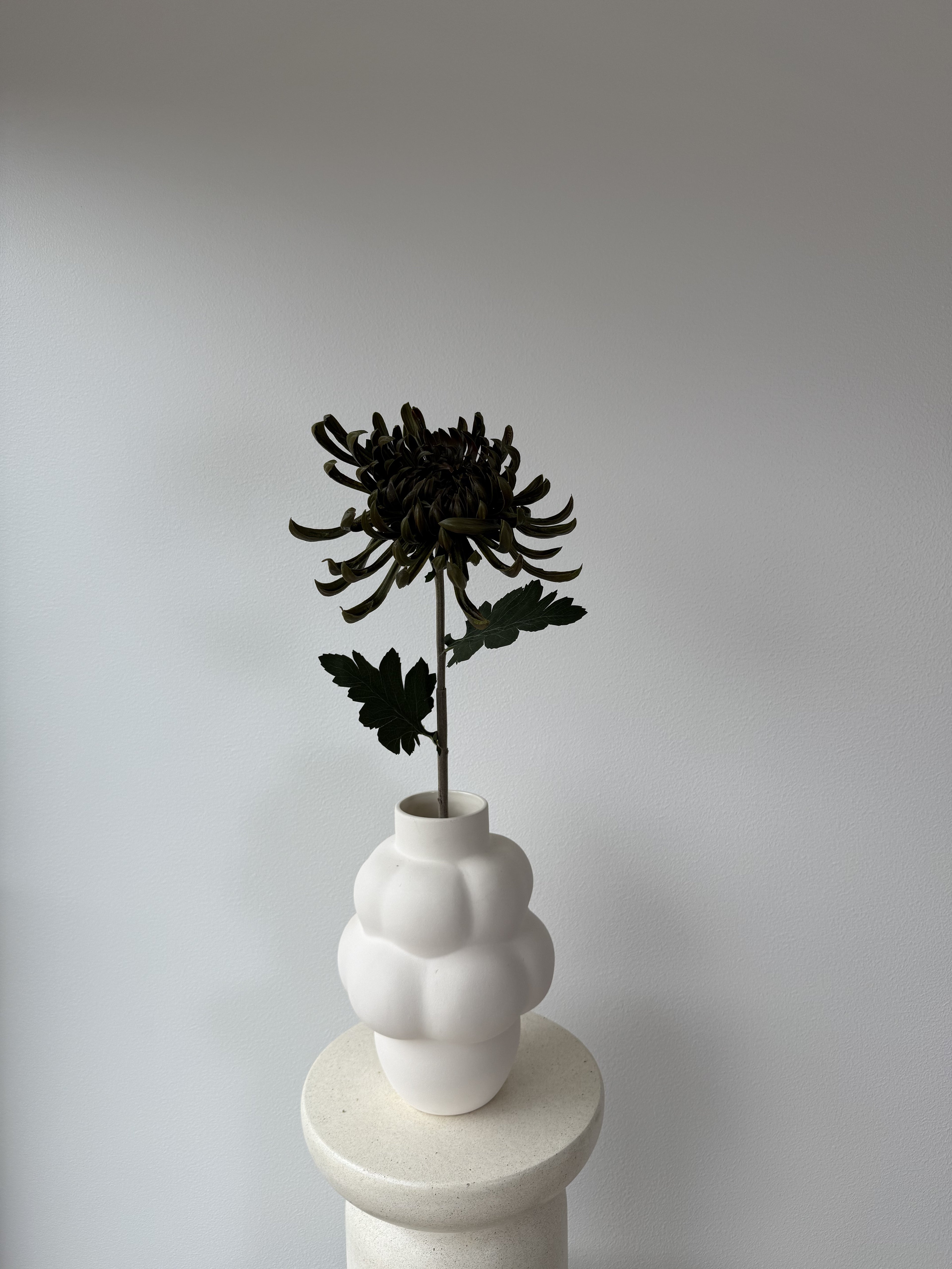 Chrysanthemum - Dark green
