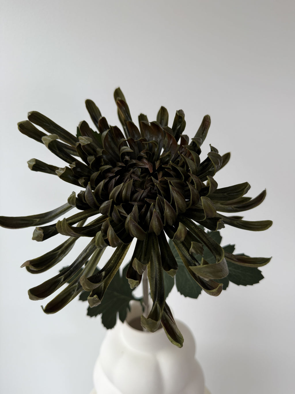Chrysanthemum - Dark green