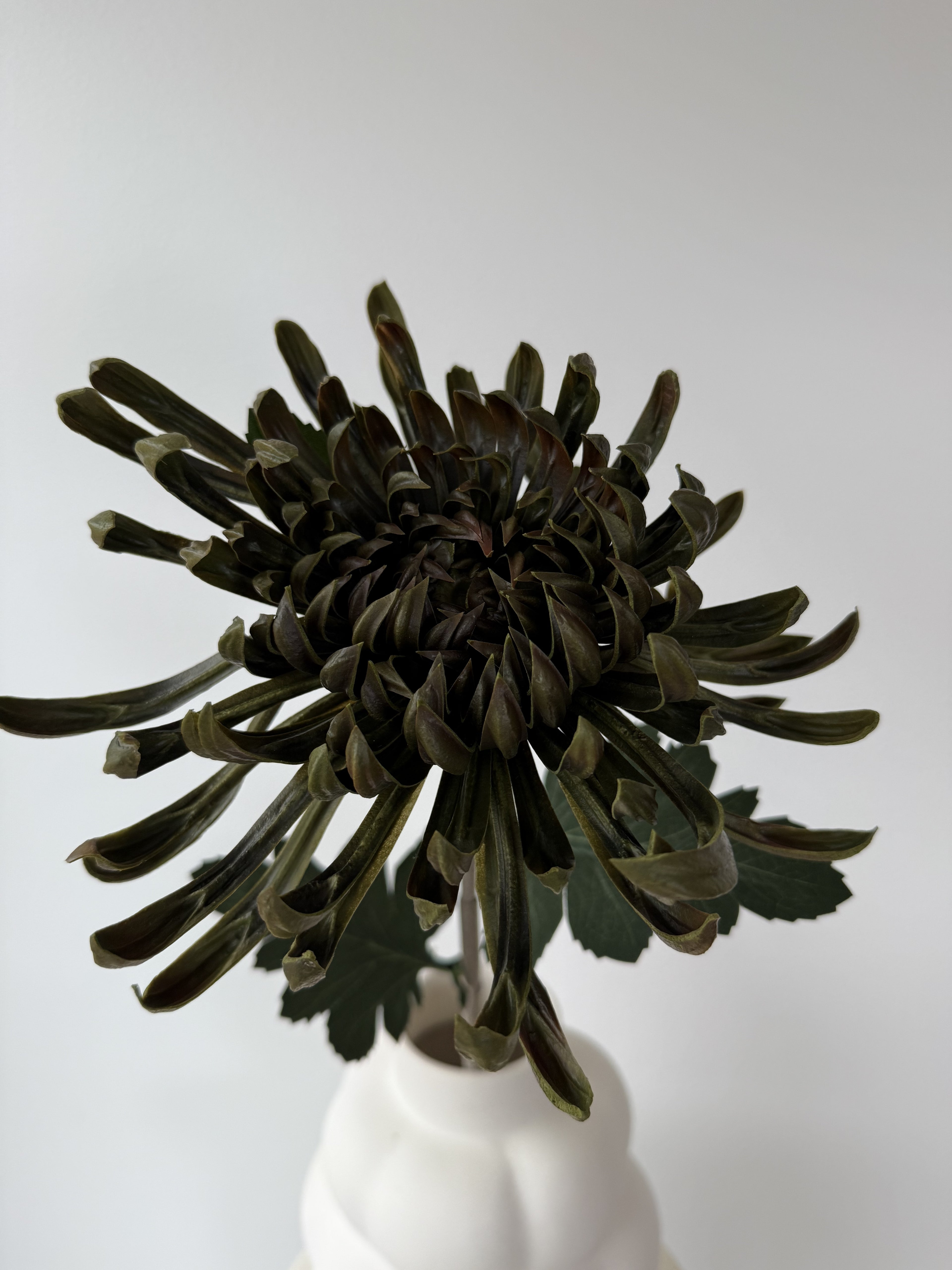 Chrysanthemum - Dark green