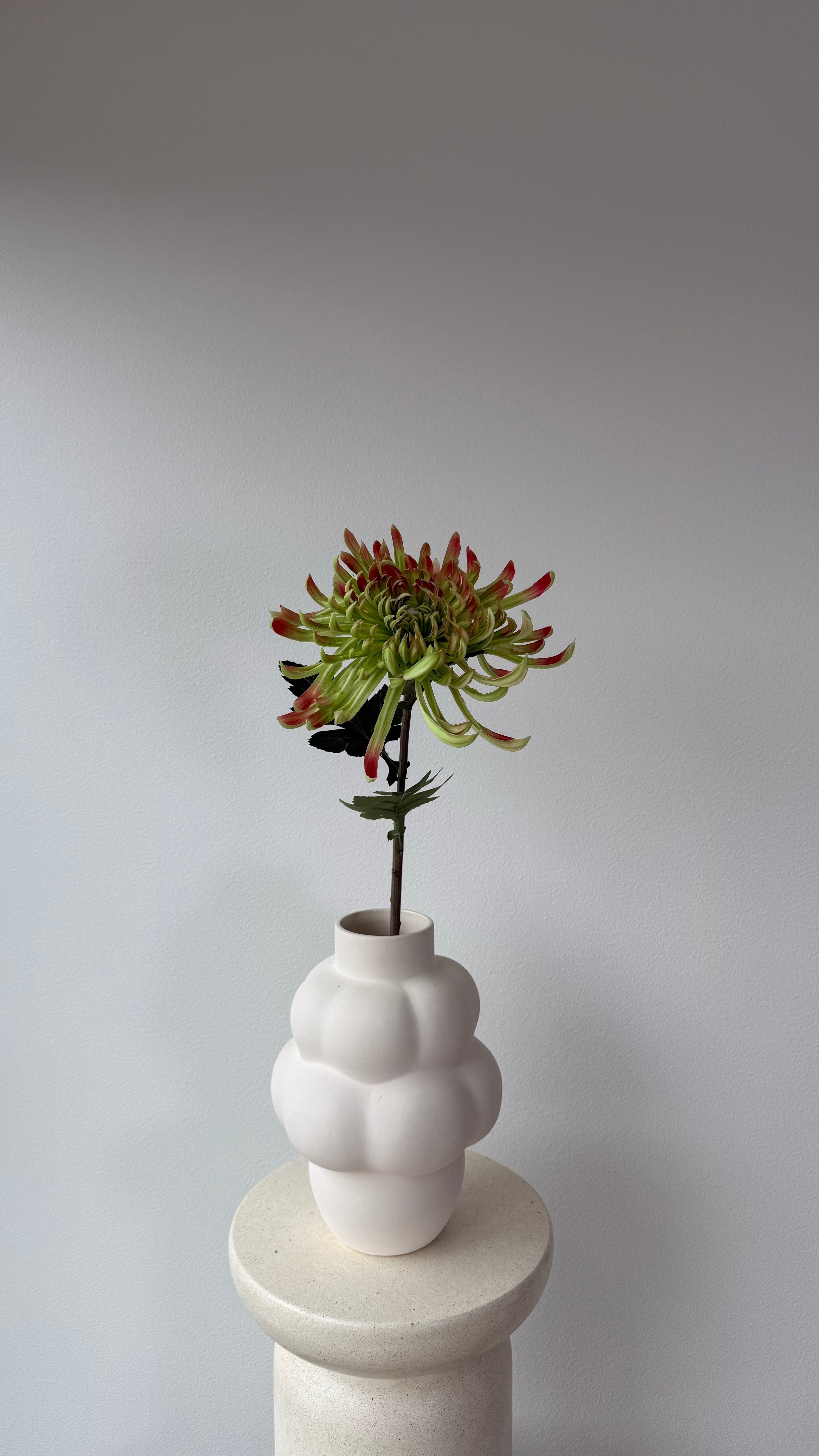 Chrysanthemum  Light green