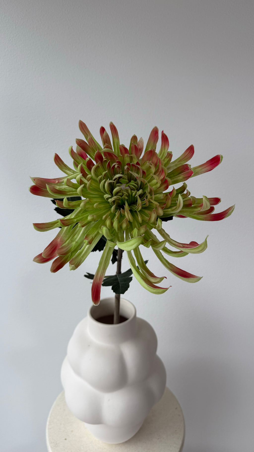 Chrysanthemum  Light green
