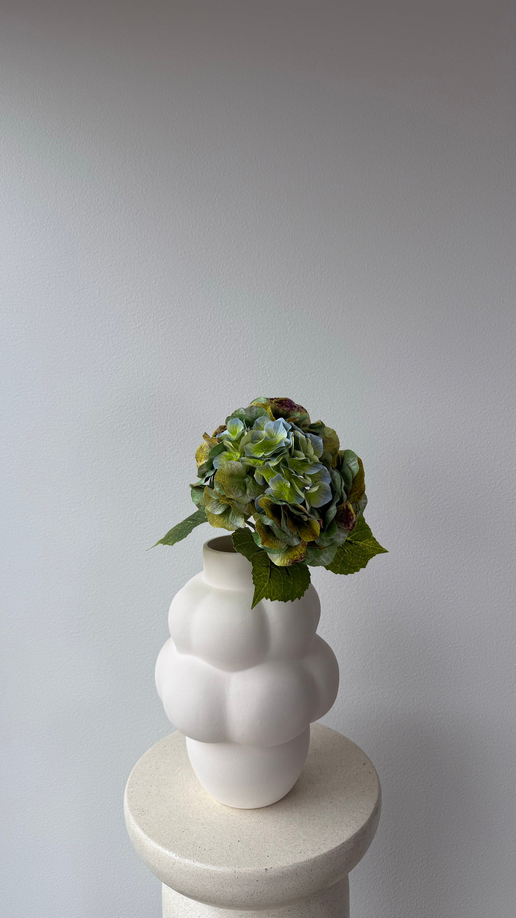Hydrangea green fall with bright leaves