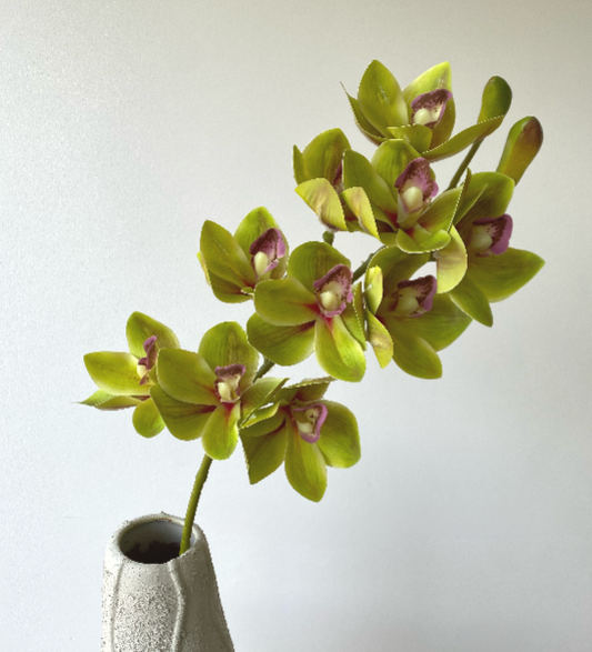 Cymbidium orchid green