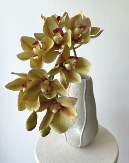 Cymbidium orchid beige