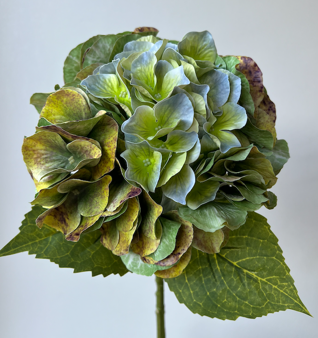 Hydrangea green fall with bright leaves