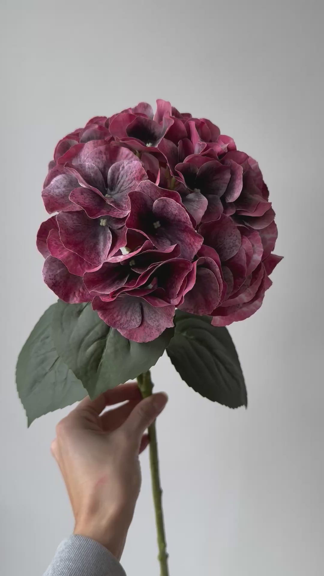 Big hydrangea