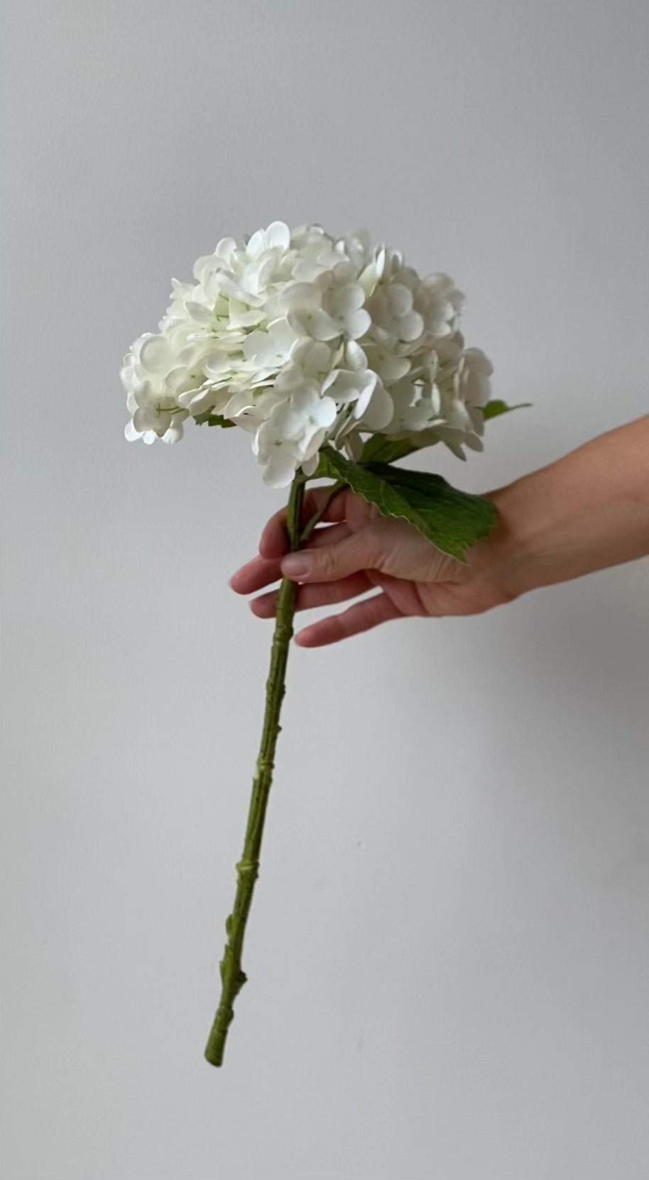 Hydrangea